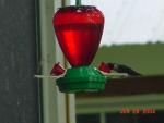 Humming Bird-7.jpg