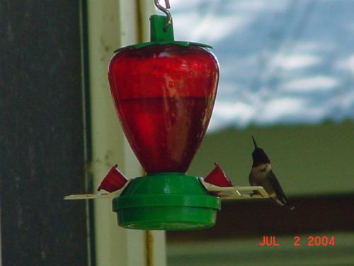 Humming Bird-4.jpg