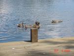 Mallards-1