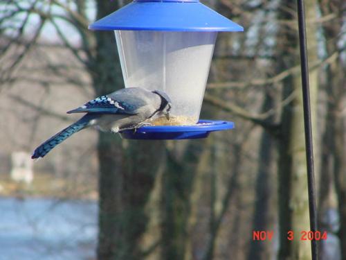 Bluejay