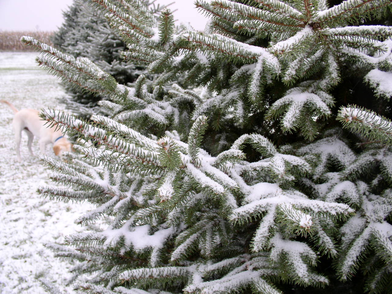 Oct 12, 2009. Snow-laden boughs.