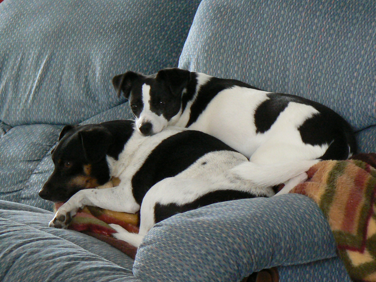 Little Girl lays on Pooch