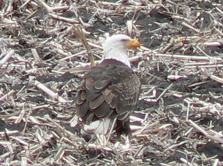 bald eagle2