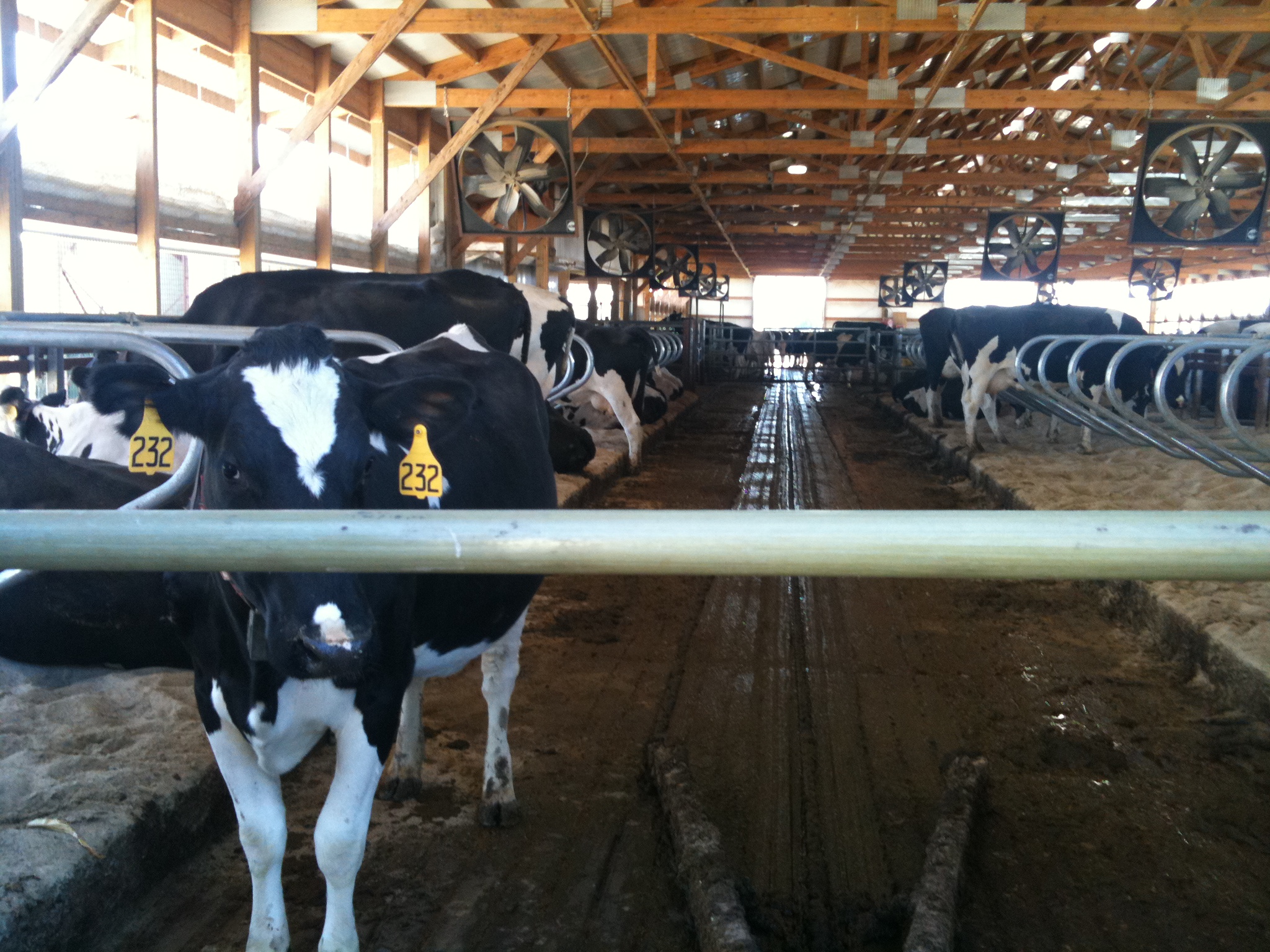 One cow is curious about the visitors. To the right is the sand they lay in (very soft) and the V you see at the bottom of the p