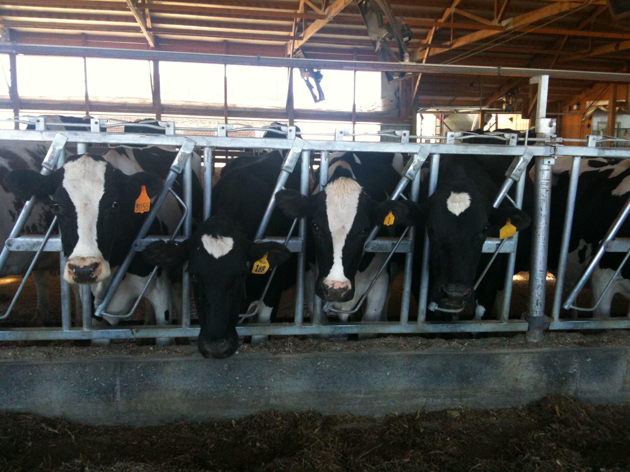 The cows put their heads through the slats to eat hay.