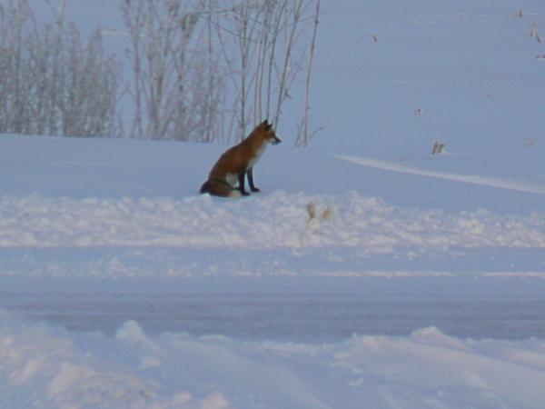 The fox as seen from the kitchen window.