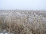 This morning's hoar frost coats the prairie grass.