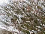Hoar frost beautifies the juniper bush.