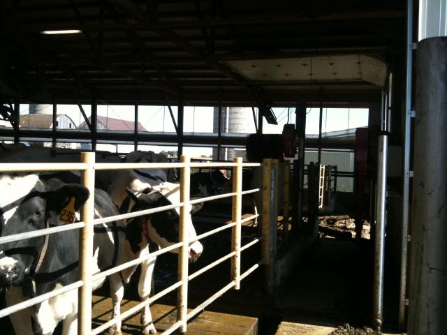 The rotating brush to the rear of the barn is the cow back scratcher.