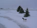 Snow over ice and our 2 year old Jack Russell/Rat Terrier, Little Girl