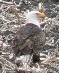 A bald eagle - I've been waiting a year and a half to capture this picture! Thanks Cindy!