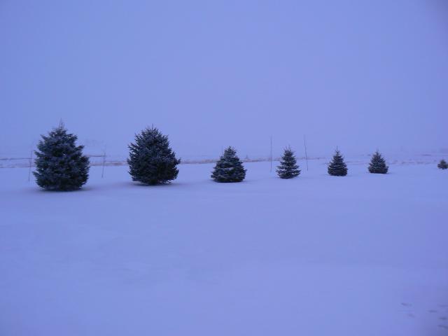 Dec 4, 2008 morning snow