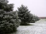 Oct 12, 2009. A row of lightly snow-covered trees.