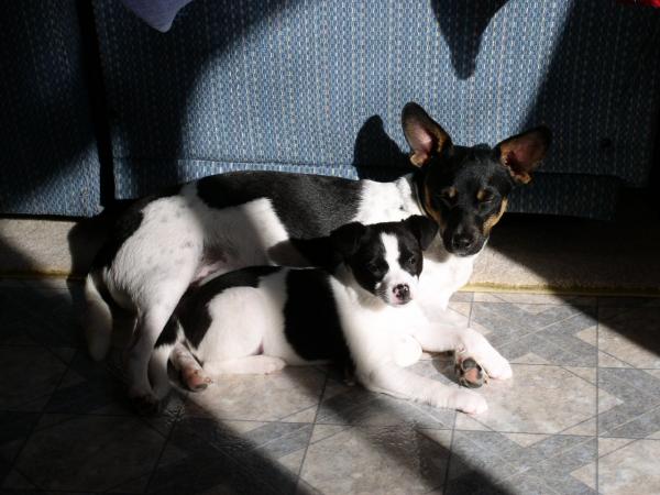 Buster and Buffy sleeping in the sun