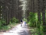 Tom calls this the "tunnel of trees." This is him and Jay walking through. Click on the picture to see the original re