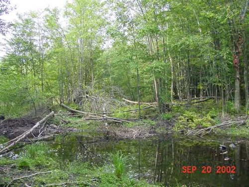 LLBD-2
Partial front of beaver dam