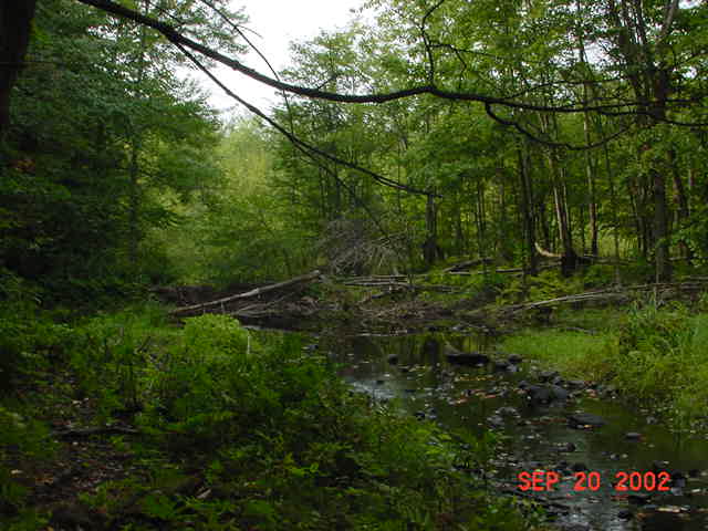 LLBD-9
Creek at normal level going into beaver dam