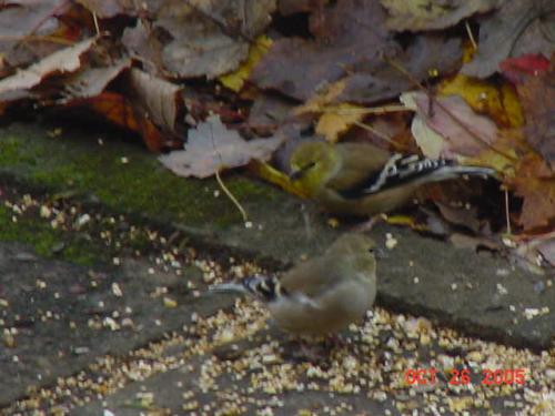 Female American Goldfinch-2.jpg