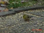 Female American Goldfinch-1.jpg
