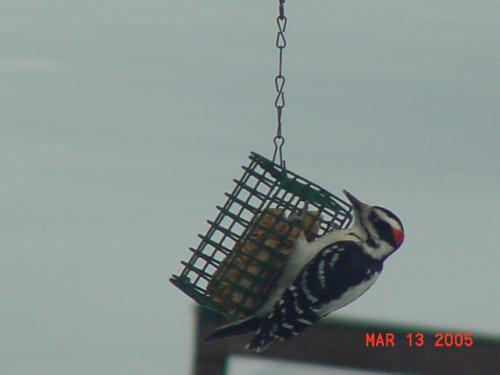 Male Hairy Woodpecker.jpg