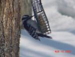 Female Hairy Woodpecker-1.jpg