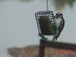 Male Downy Woodpecker-1.jpg