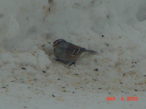 American Tree Sparrow.jpg