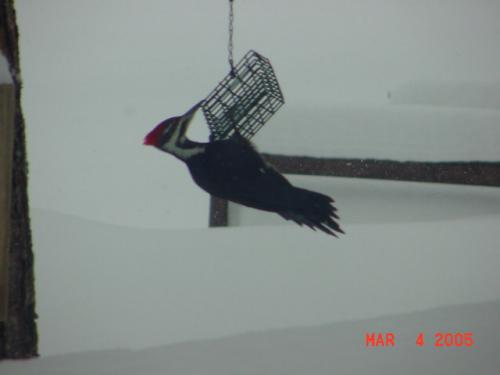 Pileated Woodpecker-1.jpg