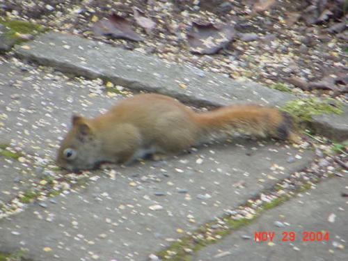 Red Squirrel-8