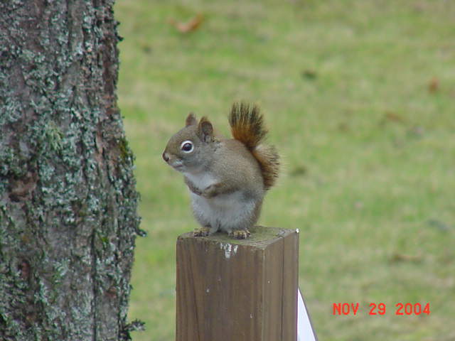Red Squirrel-7