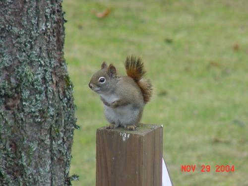Red Squirrel-7
