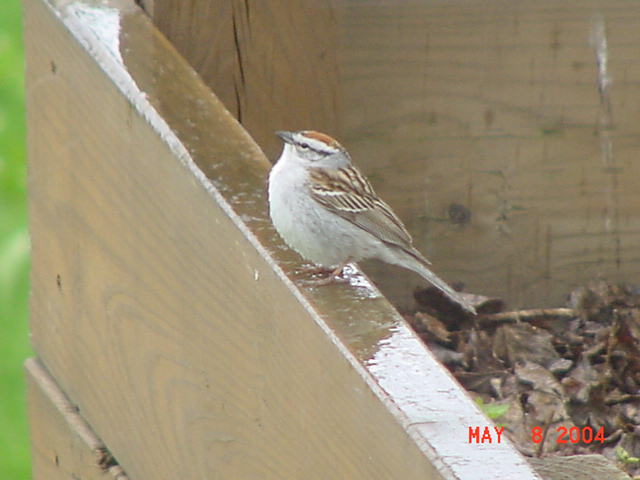 Male Chipping Sparrow.jpg