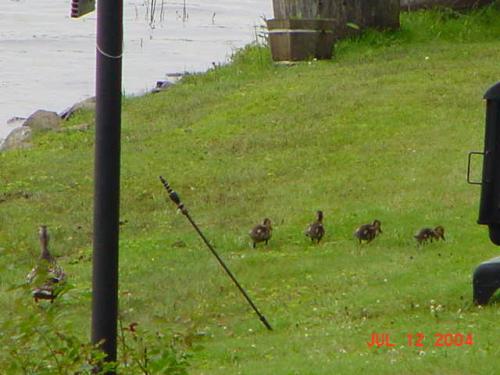 Mallard Ducks,Daisy and Brood.jpg