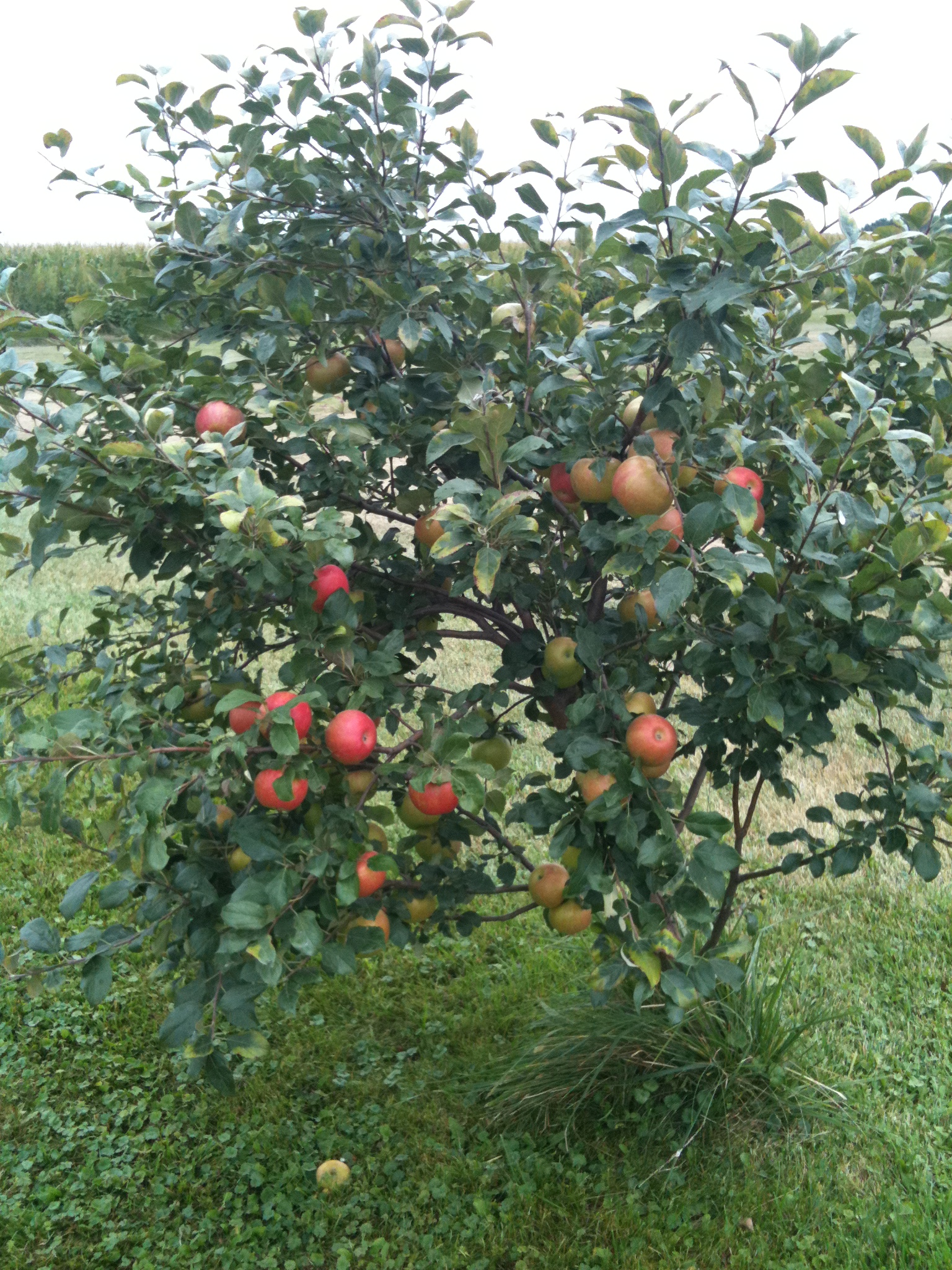 Minnesota's own Honeycrisp apples