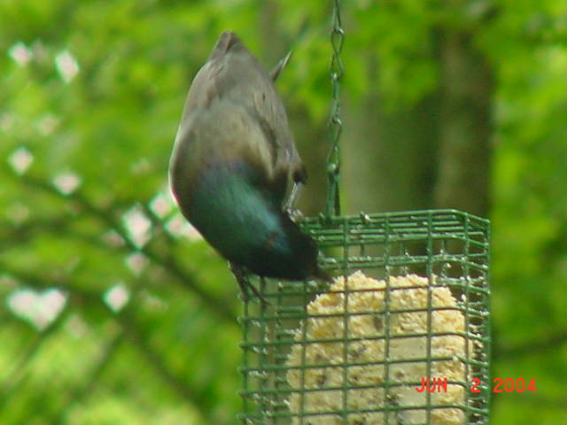 Starling.jpg