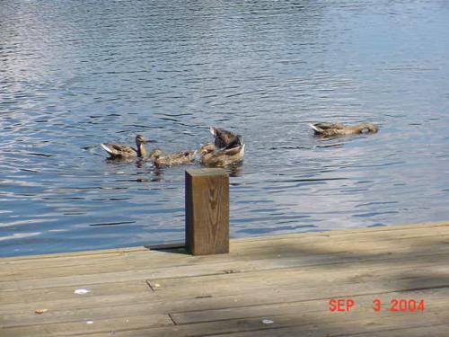 Mallards-1