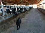 Lab mix walks past the cows.