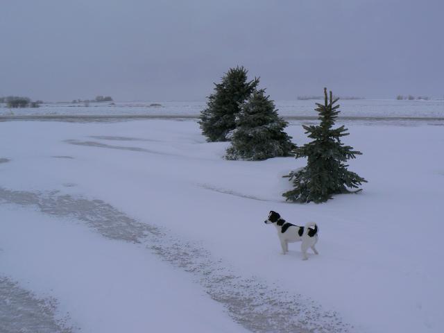 Snow over ice and our 2 year old Jack Russell/Rat Terrier, Little Girl